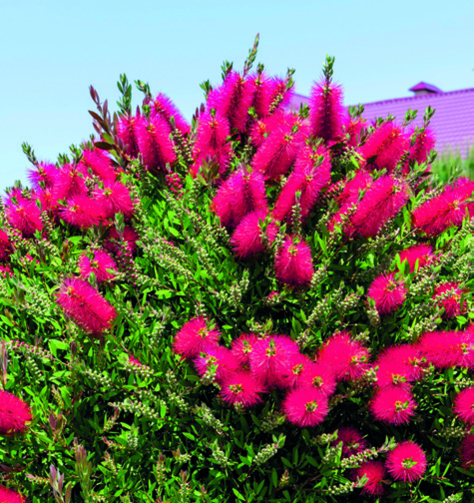 CALLISTEMON LAEVIS DIT