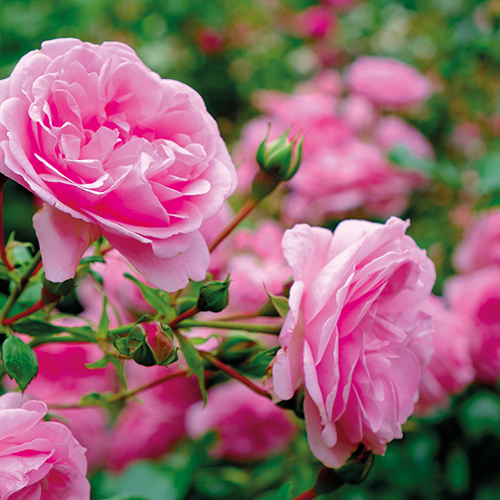 ROSIERS