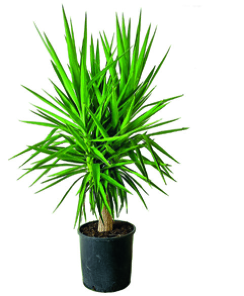 YUCCA ELEPHANTIPES 3 TÊTES