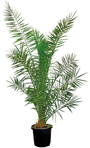PHOENIX CANARIENSIS