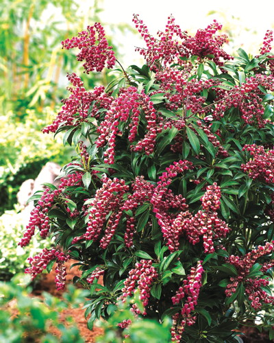 PIERIS