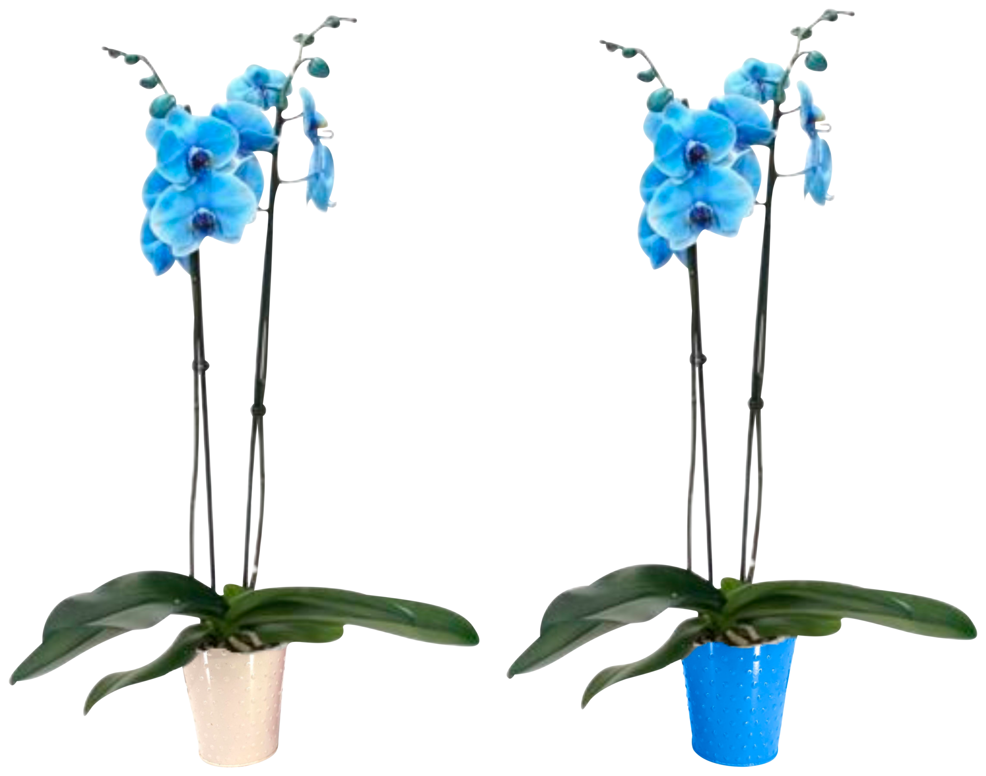 Orchidée teintée bleue 2 tiges