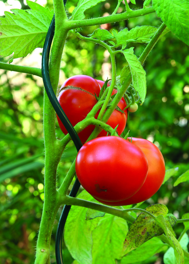 TUTEUR SPIRALE POUR TOMATES ET POTAGER.