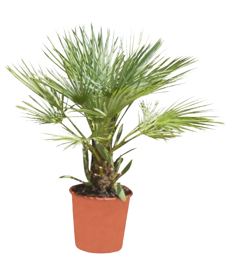 CHAMAEROPS HUMILIS