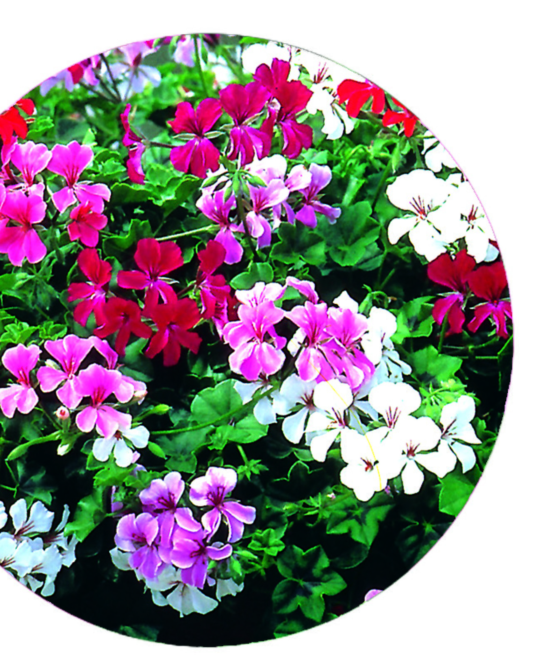 GÉRANIUM VARIÉTÉS DE COLLECTION