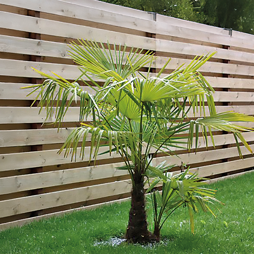 PALMIER TRACHYCARPUS FORTUNEI