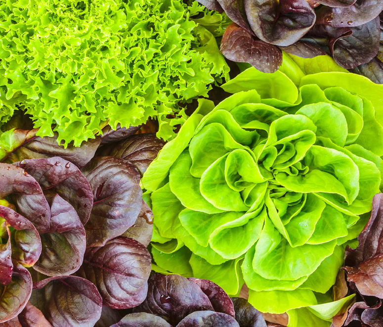 SALADES VARIÉES