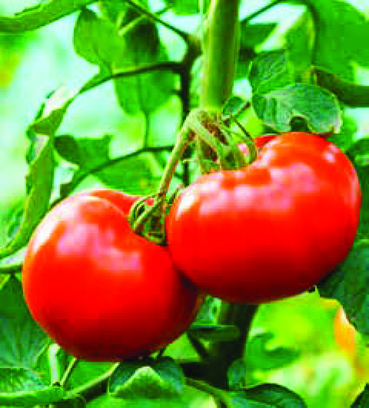 PLANTS DE TOMATES VARIÉS
