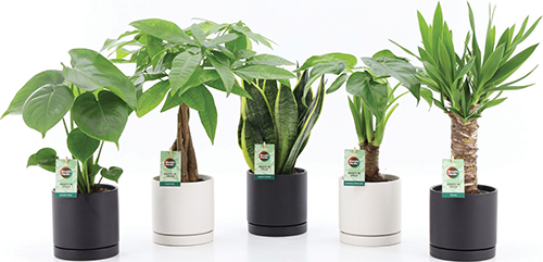 plantes vertes
DANS POT en Céramique