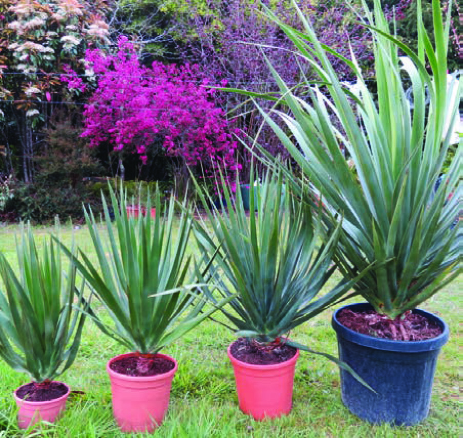 DRACENA DRAGO