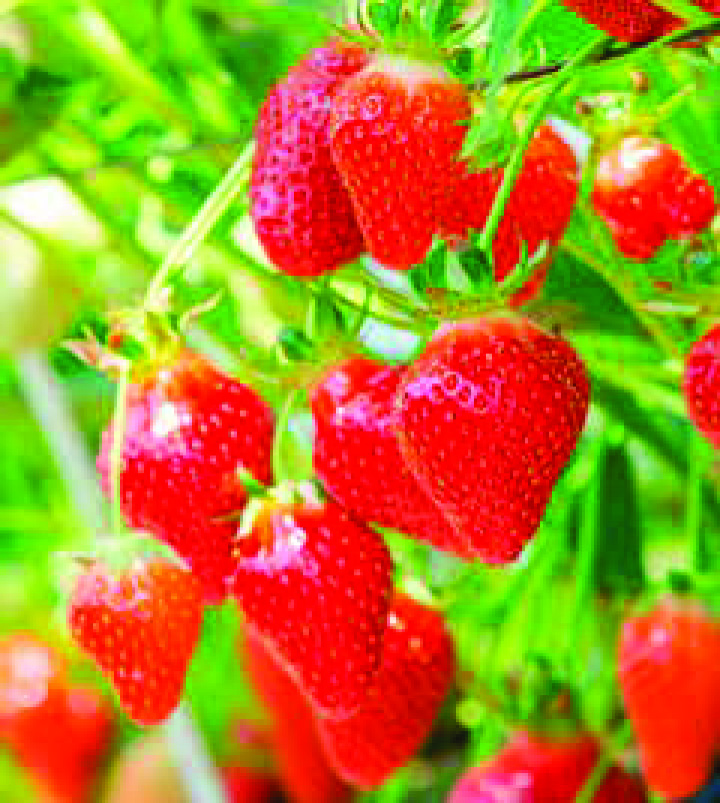 FRAISIERS VARIÉS