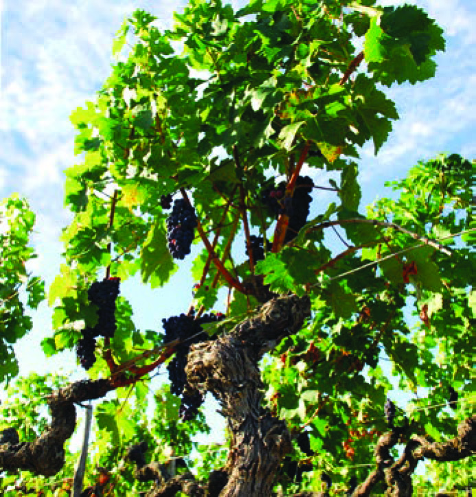 VITIS