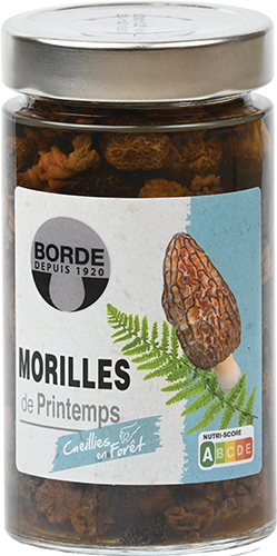 MORILLES DE PRINTEMPS CUEILLIES EN FORÊT