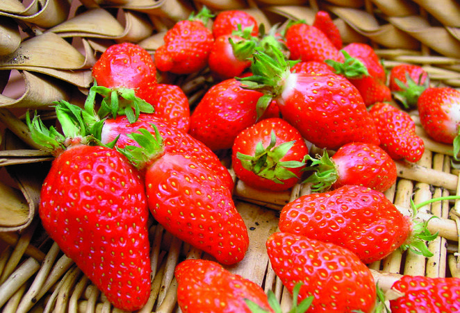 FRAISIER 