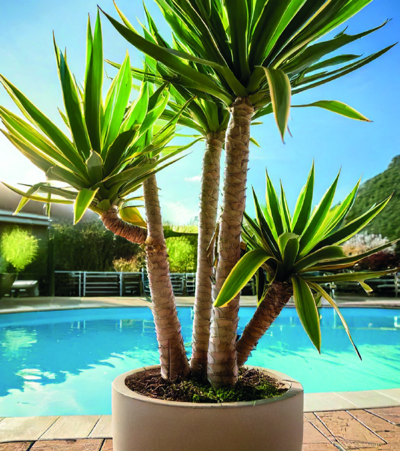 YUCCA ELEGANS MULTI TRONCS