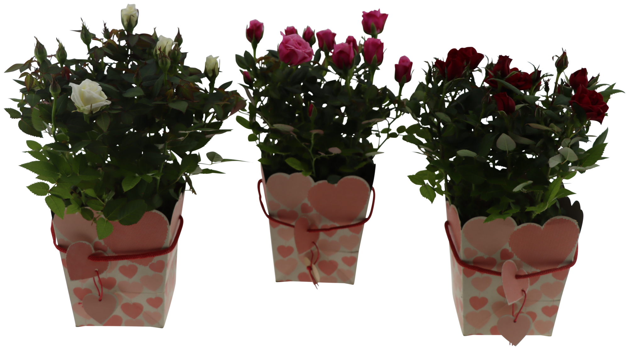 Rosiers avec sac cadeau
