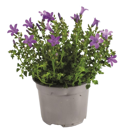 CAMPANULE MURALIE
