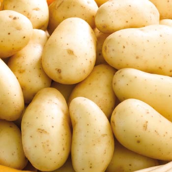 POMME DE TERRE DE CONSOMMATION À CHAIR FERME