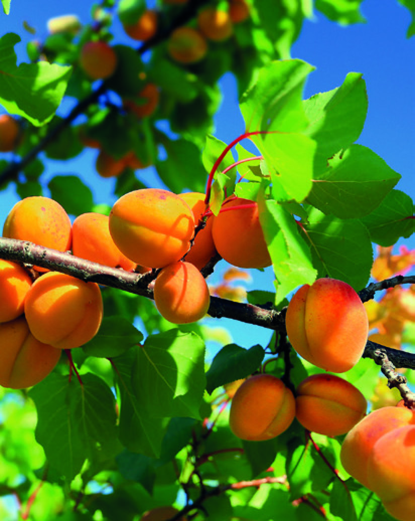 ABRICOTIER PRUNUS ARMENIACA