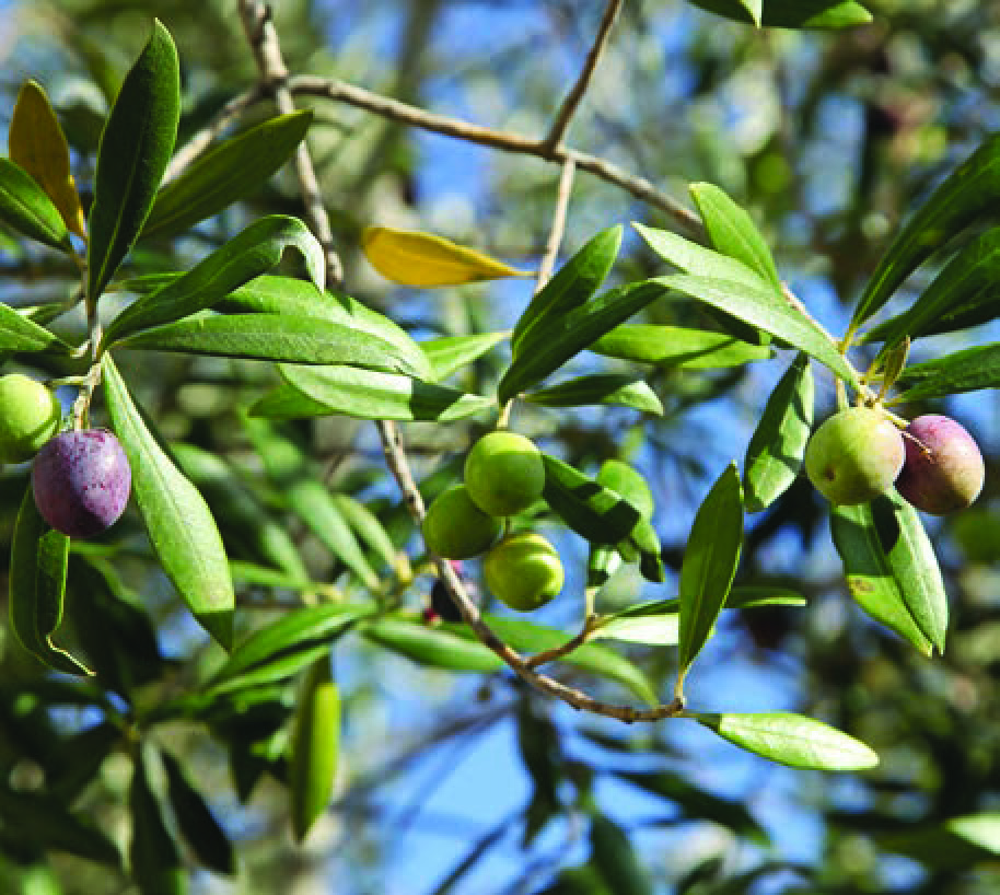 OLEA ARBUSTIVO