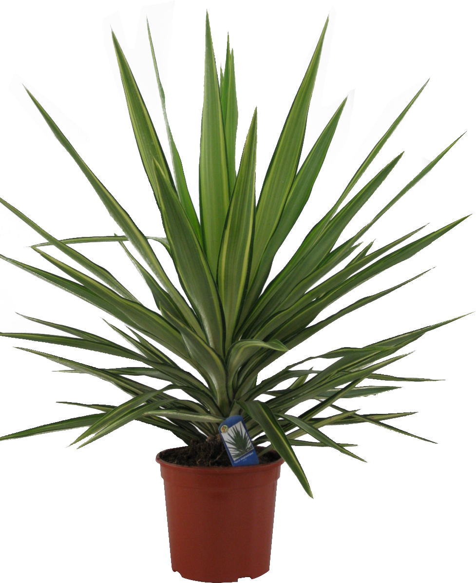 YUCCA JEWEL-EMILIA