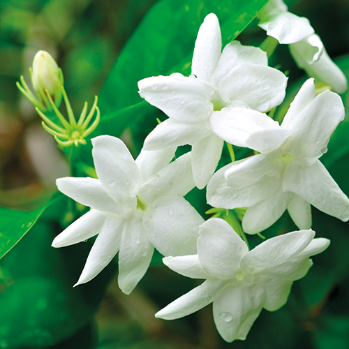 JASMIN POLYANTHUM PYRAMIDE